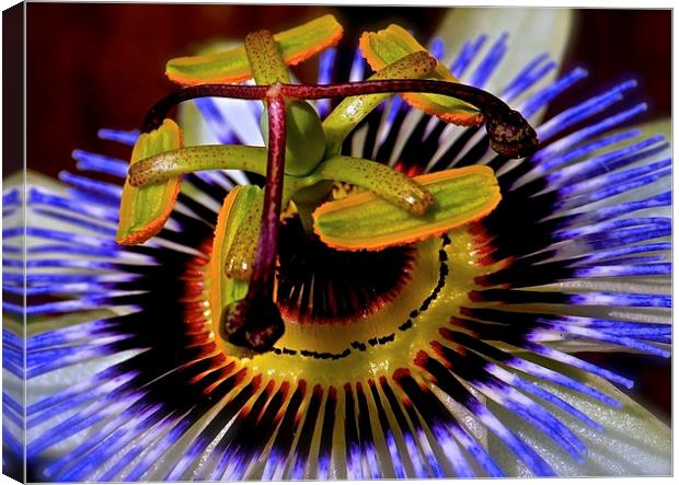 Passion Flower  Canvas Print by Sue Bottomley