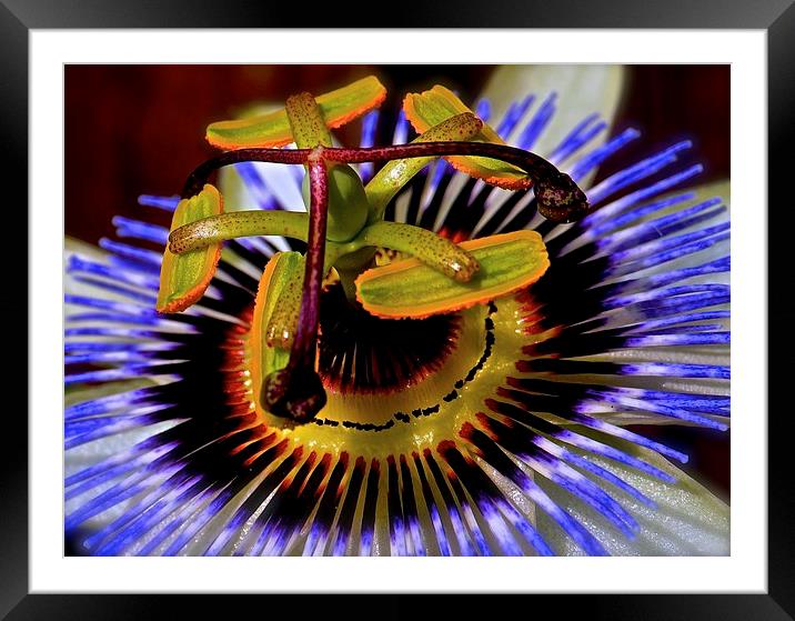 Passion Flower  Framed Mounted Print by Sue Bottomley