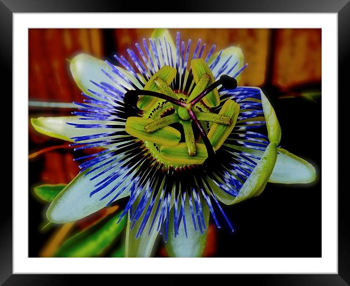  Passion Flower Framed Mounted Print by Sue Bottomley