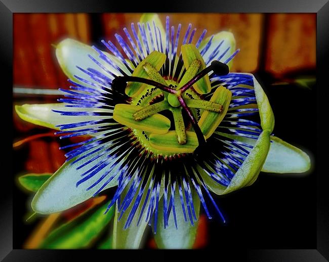  Passion Flower Framed Print by Sue Bottomley