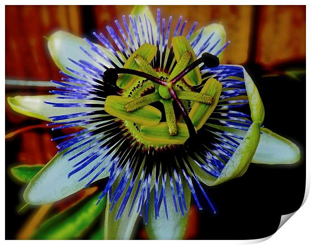  Passion Flower Print by Sue Bottomley
