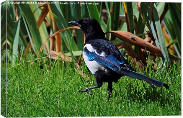  Eurasian Magpie, Pica Pica Canvas Print by Michael Crawford