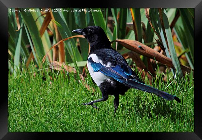  Eurasian Magpie, Pica Pica Framed Print by Michael Crawford