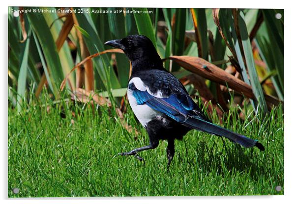  Eurasian Magpie, Pica Pica Acrylic by Michael Crawford