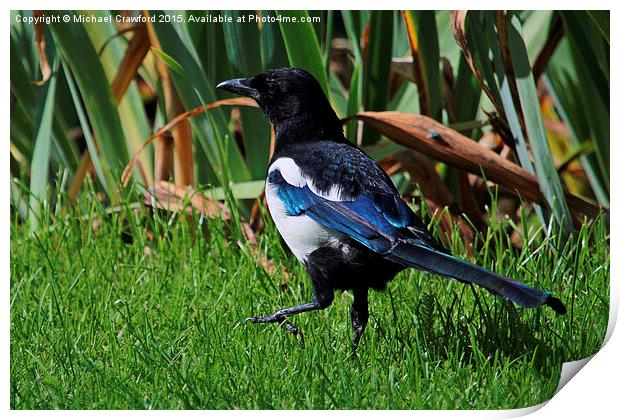 Eurasian Magpie, Pica Pica Print by Michael Crawford