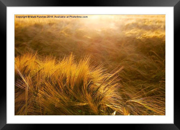 Soft Warm Barley Crop Plant Detail Framed Mounted Print by Mark Purches