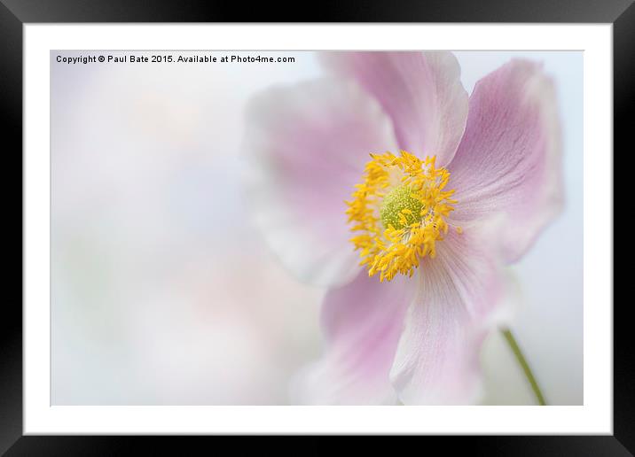  Japanese Anemone IV Framed Mounted Print by Paul Bate