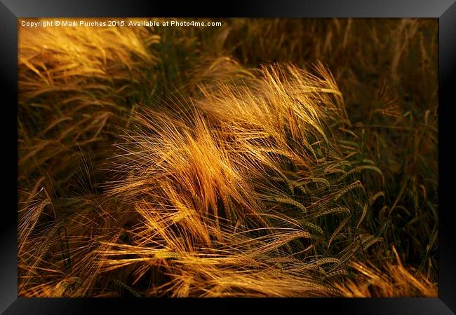 Soft Warm Barley Crop Plant Detail Framed Print by Mark Purches
