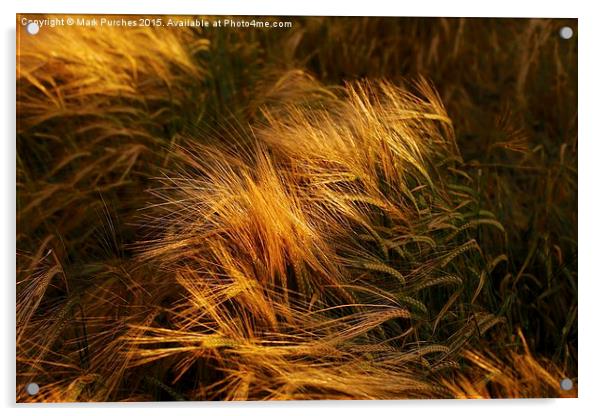 Soft Warm Barley Crop Plant Detail Acrylic by Mark Purches