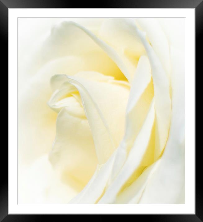  White Rose Framed Mounted Print by Laura Kenny