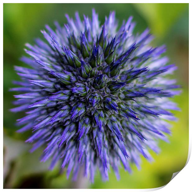  Globe Thistle Print by Laura Kenny