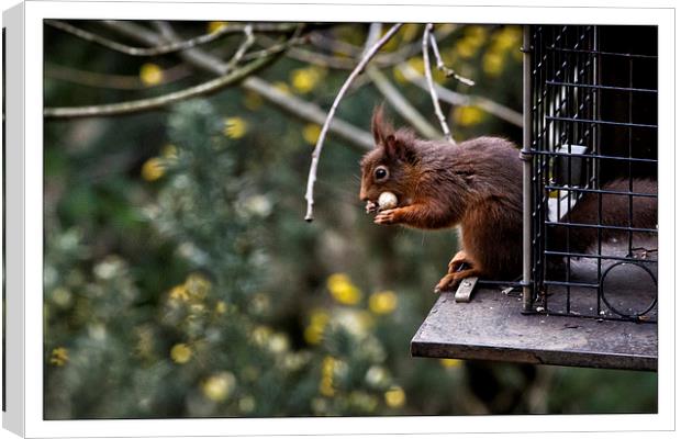  Red squirrel Canvas Print by David Portwain