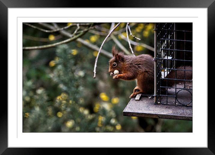 Red squirrel Framed Mounted Print by David Portwain