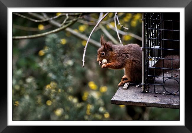  Red squirrel Framed Print by David Portwain