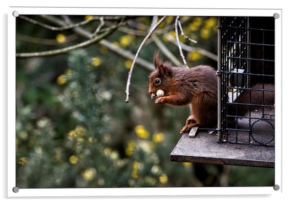  Red squirrel Acrylic by David Portwain