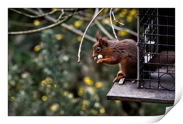  Red squirrel Print by David Portwain