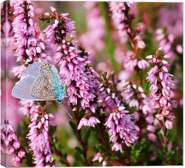 Common blue with heather Canvas Print by Kayleigh Meek