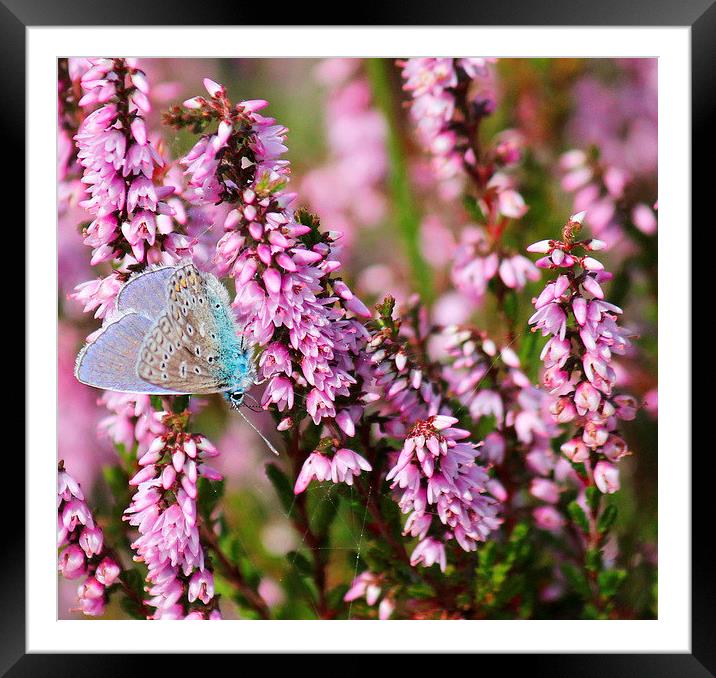  Common blue with heather Framed Mounted Print by Kayleigh Meek