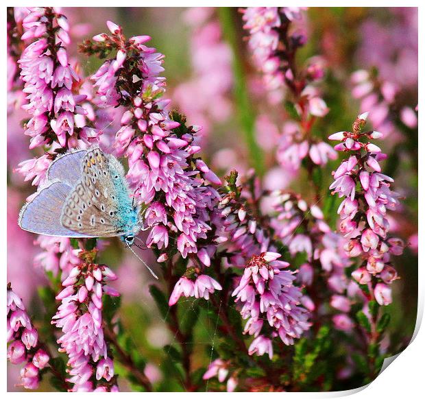  Common blue with heather Print by Kayleigh Meek