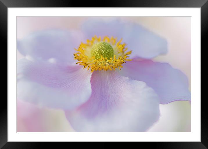  Japanese Anemone Framed Mounted Print by Paul Bate