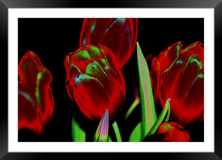 Tulips Framed Mounted Print by Harvey Hudson