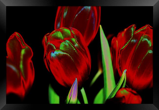 Tulips Framed Print by Harvey Hudson