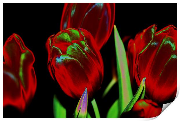 Tulips Print by Harvey Hudson