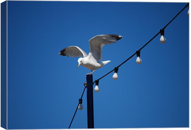 SEAGULL ON THE SEAFRONT ! Canvas Print by Ray Bacon LRPS CPAGB