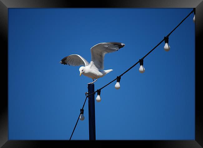 SEAGULL ON THE SEAFRONT ! Framed Print by Ray Bacon LRPS CPAGB