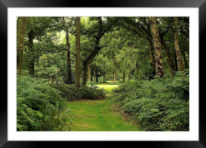 Chorleywood Common and woods  Framed Mounted Print by Sue Bottomley
