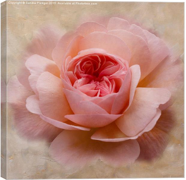  Painterly Rose Canvas Print by Sandra Pledger