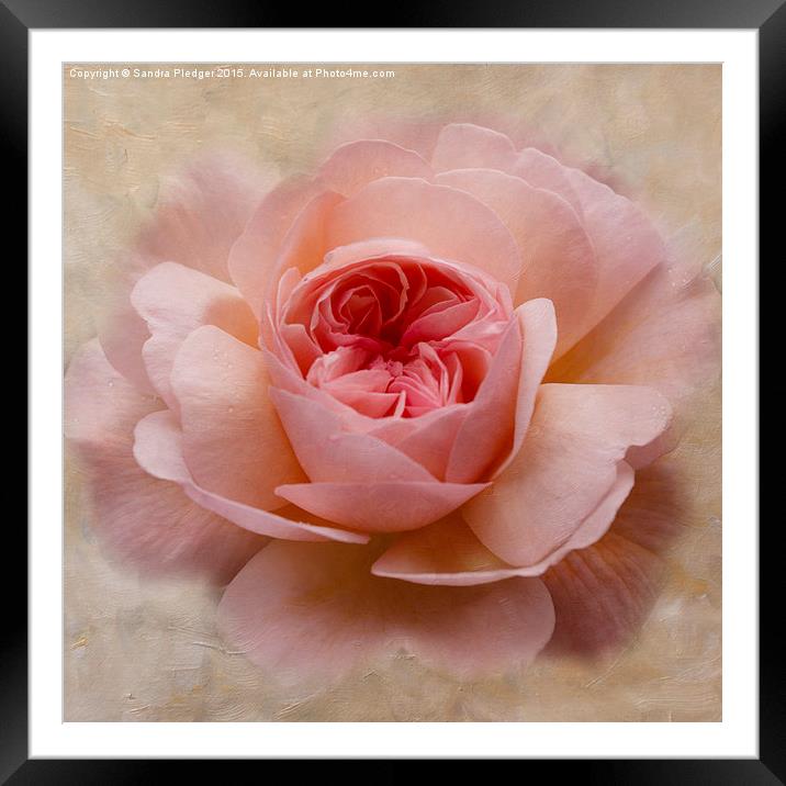  Painterly Rose Framed Mounted Print by Sandra Pledger
