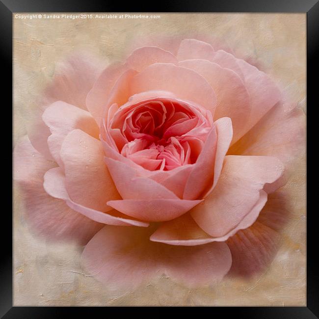  Painterly Rose Framed Print by Sandra Pledger