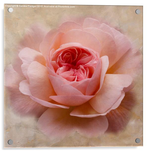  Painterly Rose Acrylic by Sandra Pledger