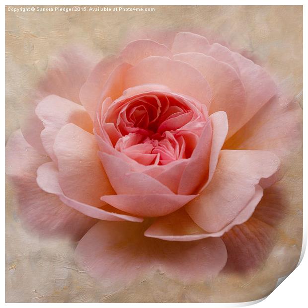  Painterly Rose Print by Sandra Pledger