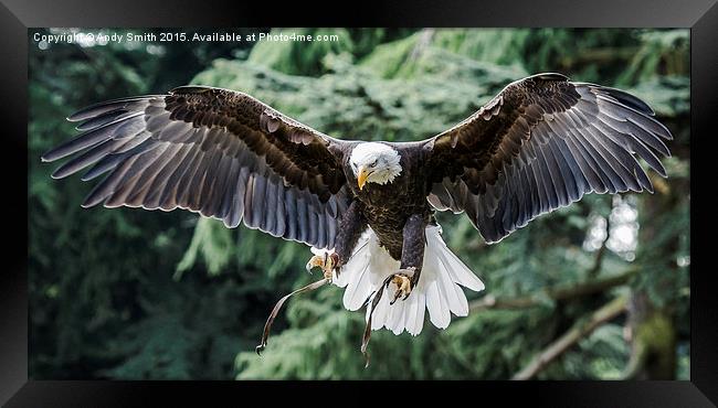 Flight of The Bald Eagle Framed Print by Andy Smith