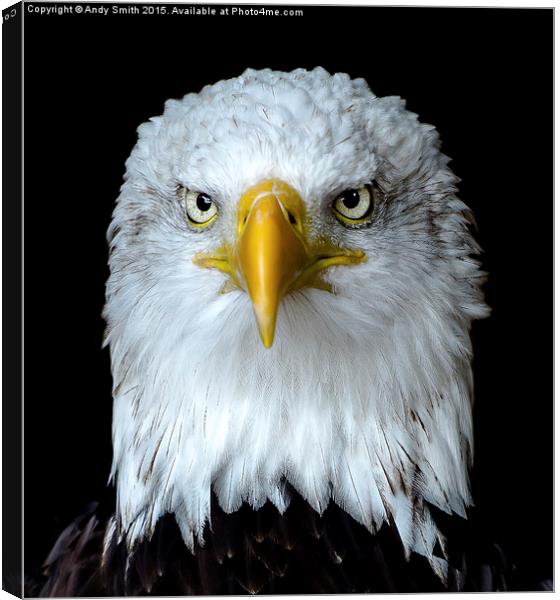  Portrait of a Bald Eagle Canvas Print by Andy Smith