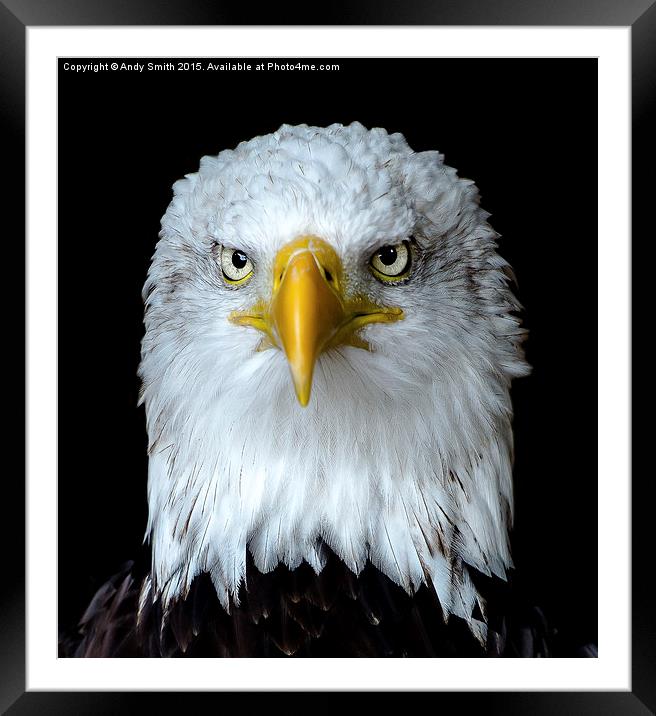  Portrait of a Bald Eagle Framed Mounted Print by Andy Smith