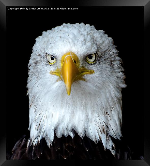 Portrait of a Bald Eagle Framed Print by Andy Smith