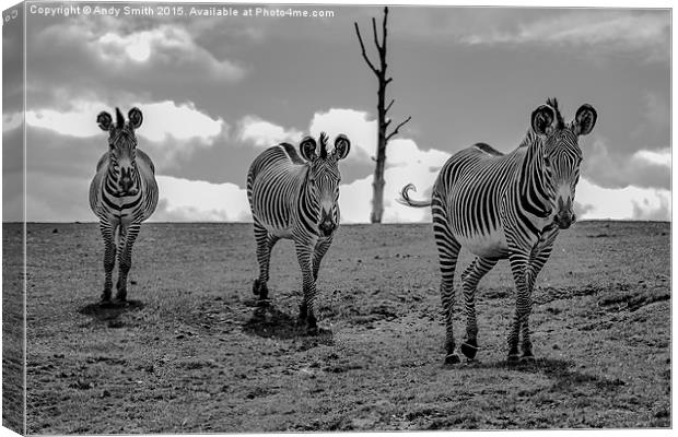  Trio of Zebras Canvas Print by Andy Smith