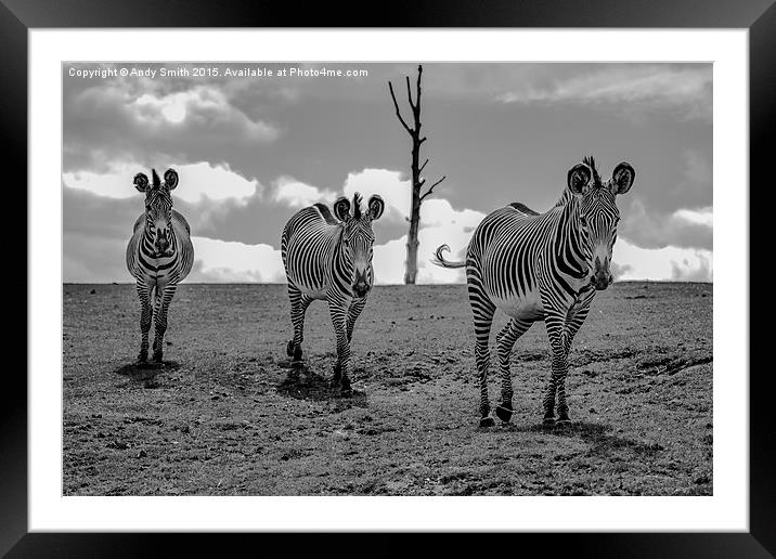  Trio of Zebras Framed Mounted Print by Andy Smith