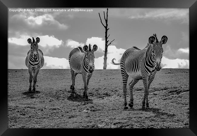  Trio of Zebras Framed Print by Andy Smith