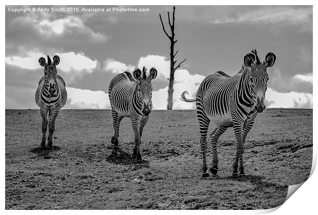  Trio of Zebras Print by Andy Smith