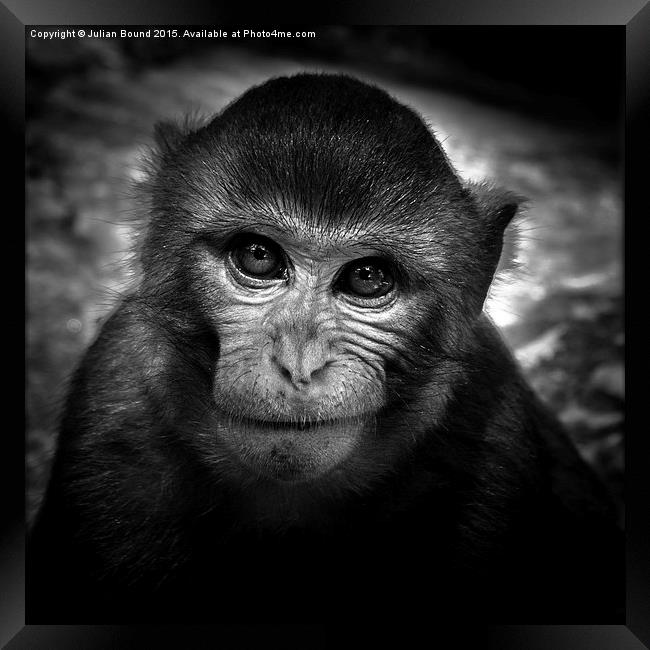  Monkey of Bali Framed Print by Julian Bound