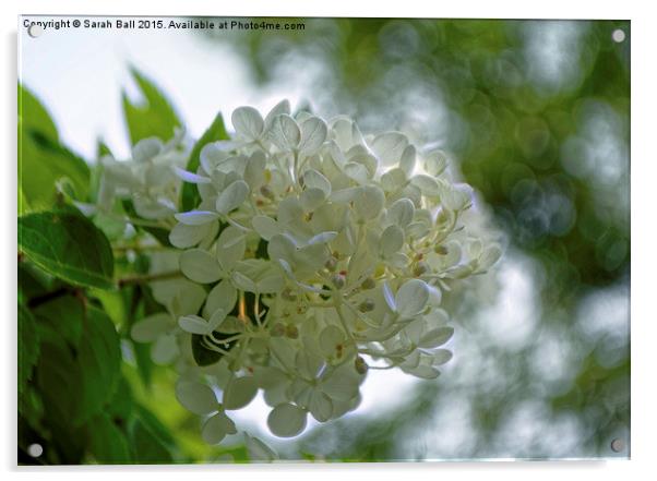  Pretty In White Acrylic by Sarah Ball