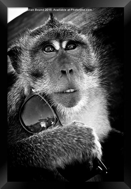   Monkey of Bali Framed Print by Julian Bound