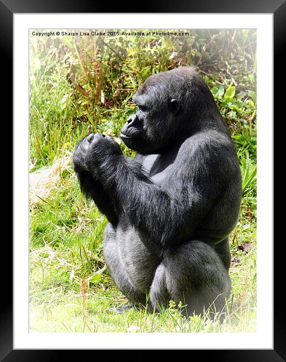  Curious Gorilla Framed Mounted Print by Sharon Lisa Clarke