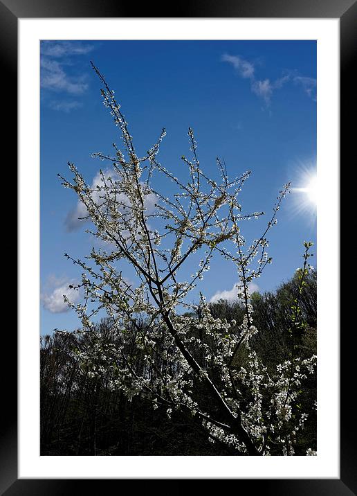 Blossom cherry backlit 2 Framed Mounted Print by Adrian Bud