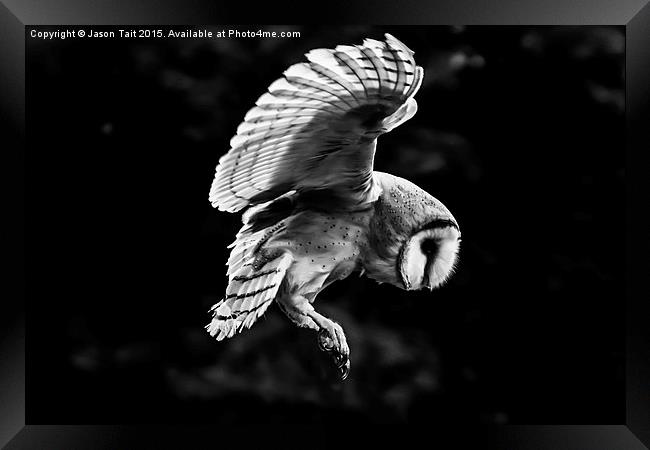  Mono  Barn Owl in Flight Framed Print by Jason Tait
