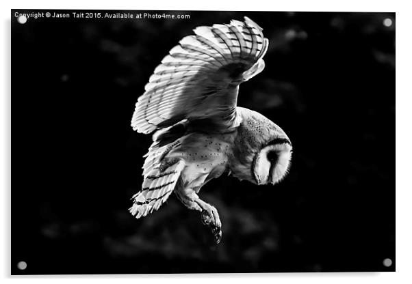  Mono  Barn Owl in Flight Acrylic by Jason Tait